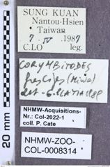 Etiketten zu Corymbitodes fuscipes (Miwa, 1931) (NHMW-ZOO-COL-0008314)